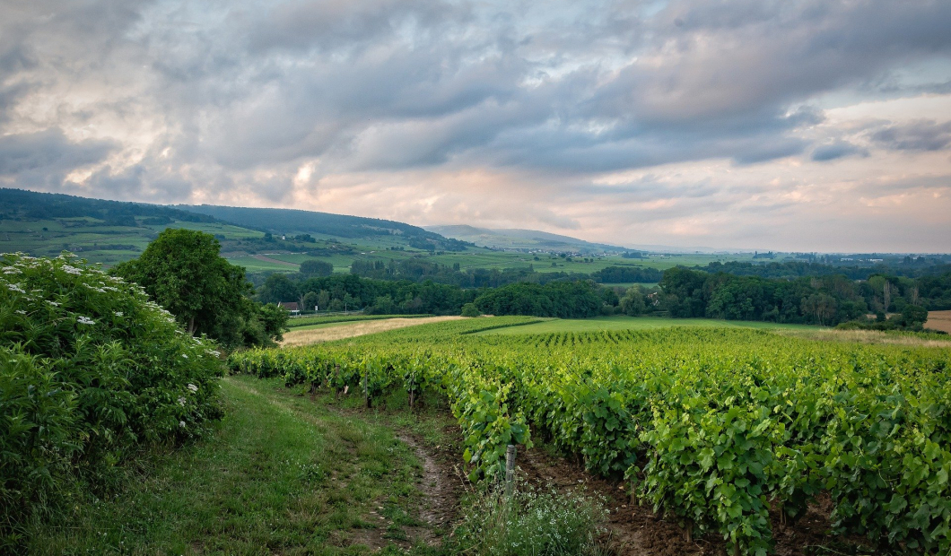 Brückl Infrastrukturpartner öFIBER / Fotocredit: Pixabay