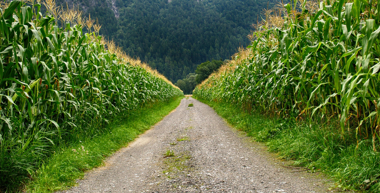 Fotocredit: www.pexels.com