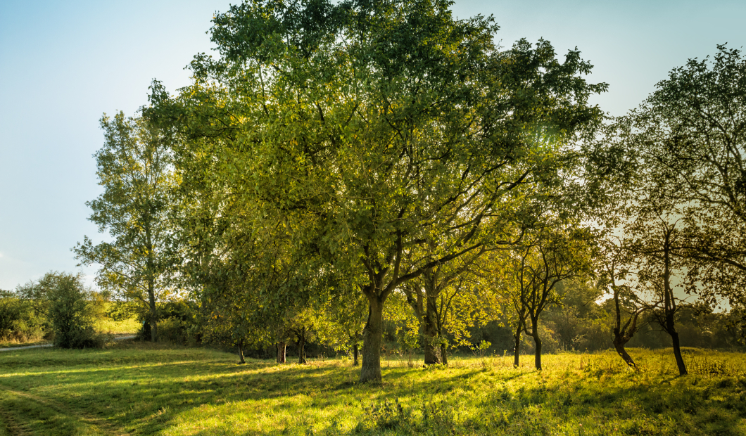 Keutschach / Fotocredit: www.pexels.com